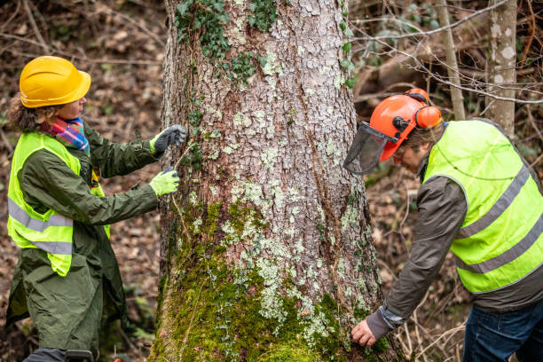 Trusted Shoreacres, TX Tree Care Experts