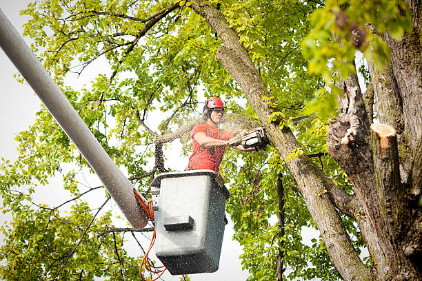 Best Tree Trimming and Pruning  in Shoreacres, TX