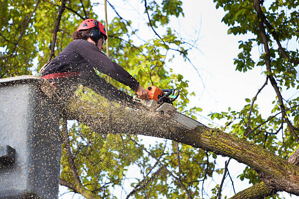 Best Stump Grinding and Removal  in Shoreacres, TX