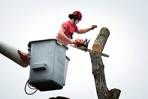 Best Tree Preservation Services  in Shoreacres, TX