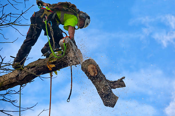 Best Soil Testing and Treatment  in Shoreacres, TX