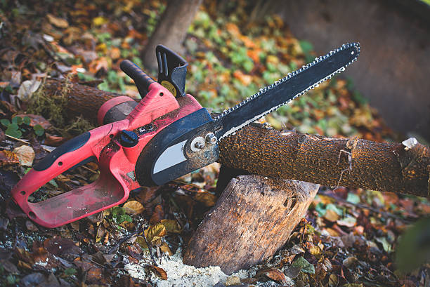  Shoreacres, TX Tree Care Pros